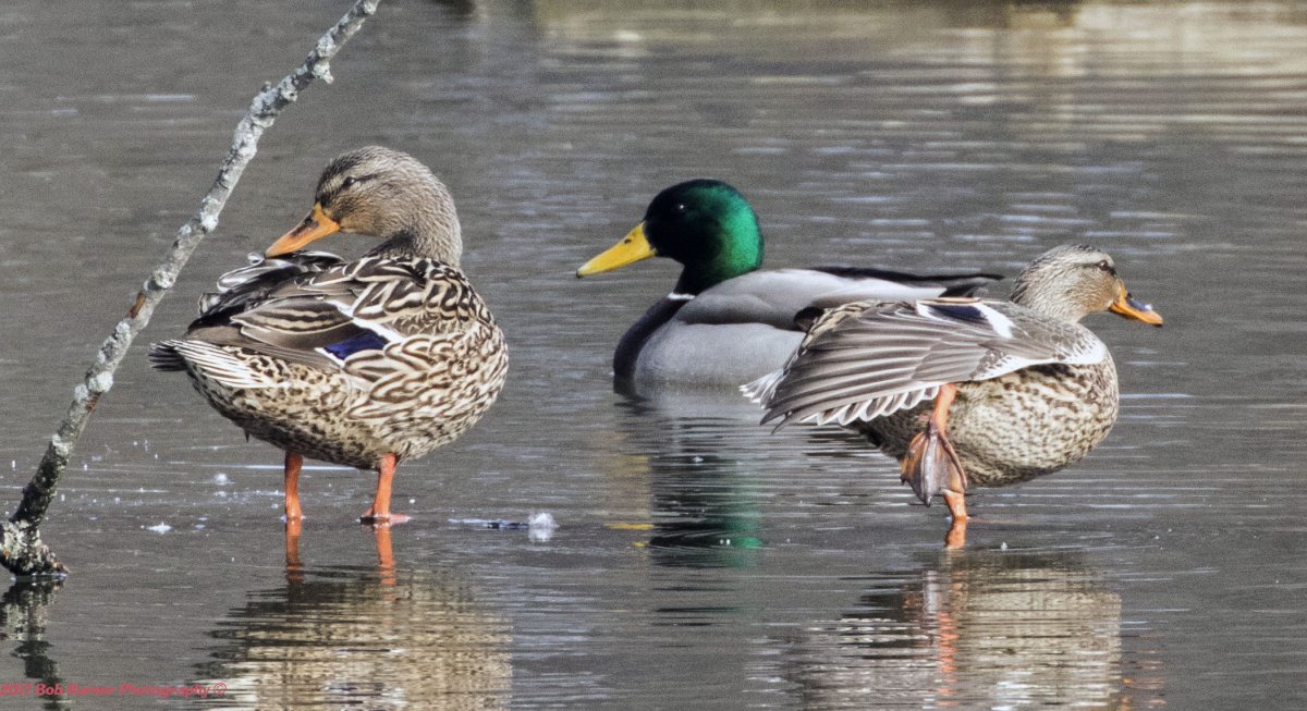 Водоплавающие перелетные птицы Подмосковья