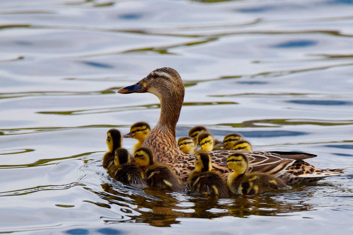 Кряква с выводком