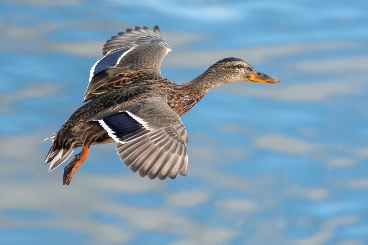 Дикие утки кубани