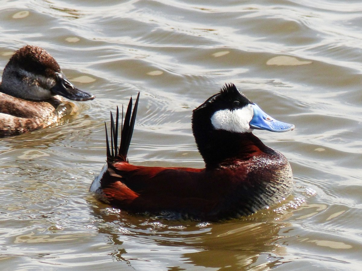 Необычные водоплавающие