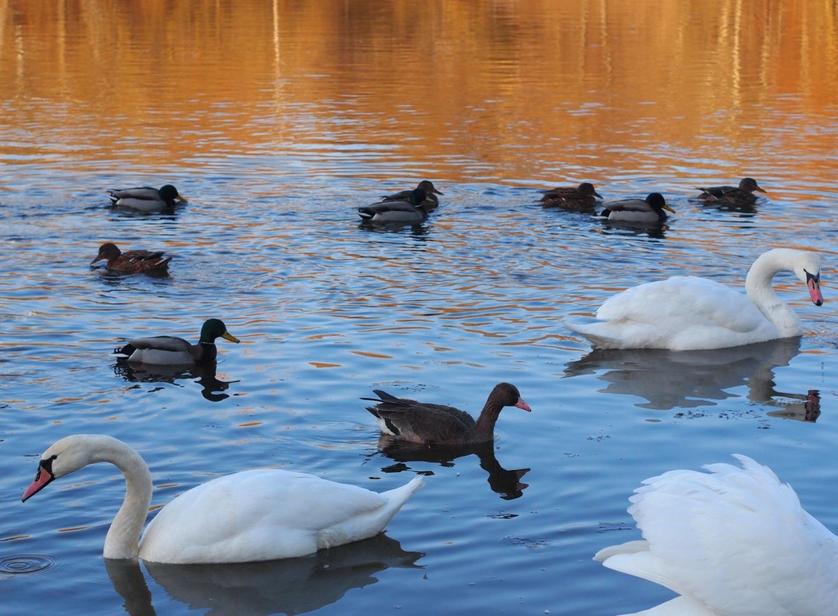 Водоплавающие птицы России