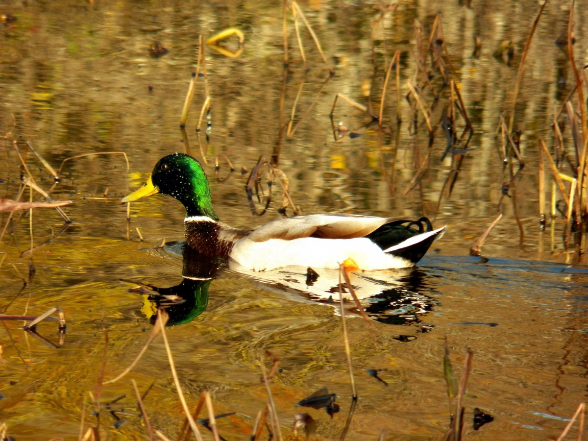 Дикие утки Смоленщины
