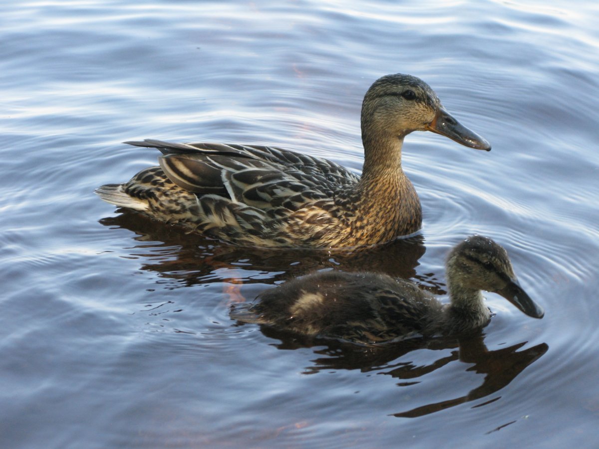 Утка водоплавающая птица кряква