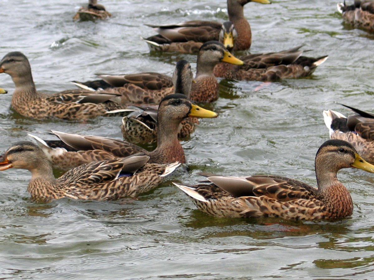 Дикая обыкновенная утка кряква