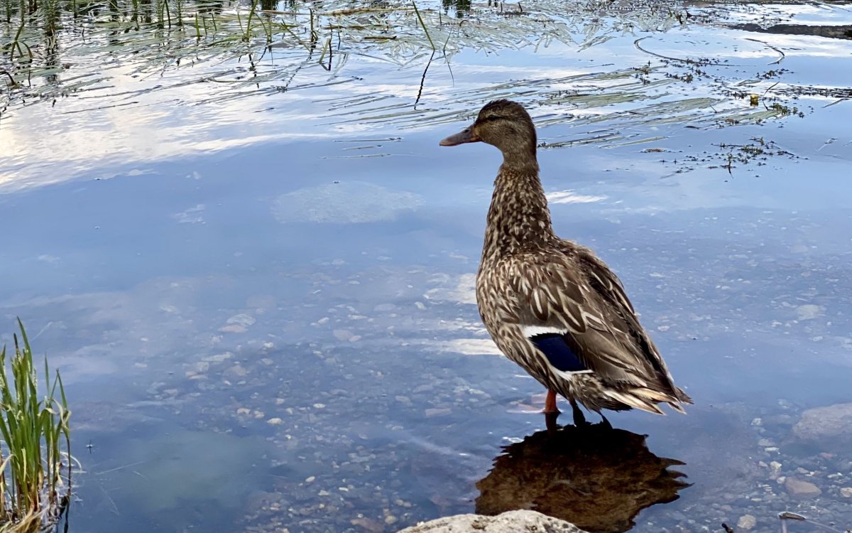 Кряква речные утки