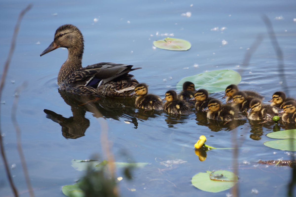 Утята дикой кряквы