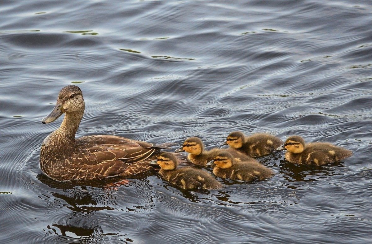 Утята кряквы