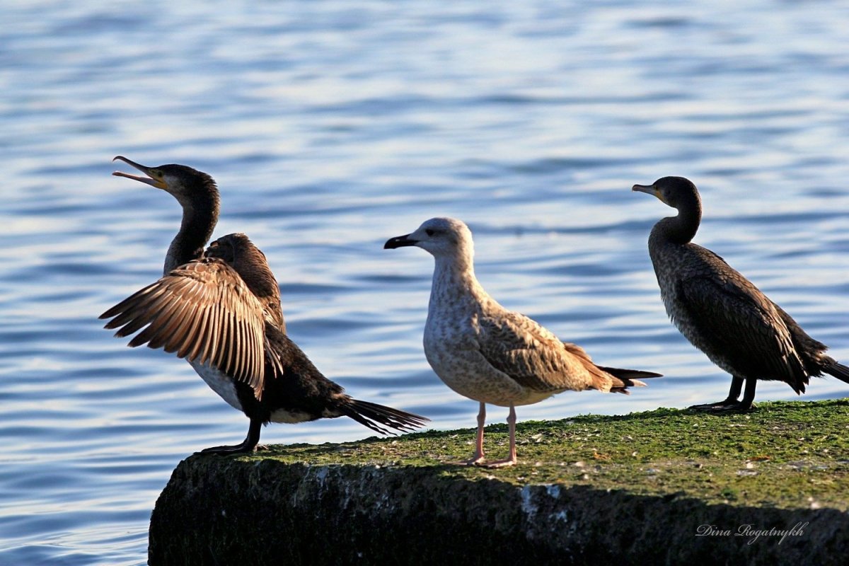 Водоплавающие птицы Смоленского Поозерья