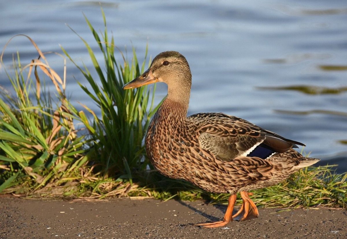 Дикая утка Широконоска