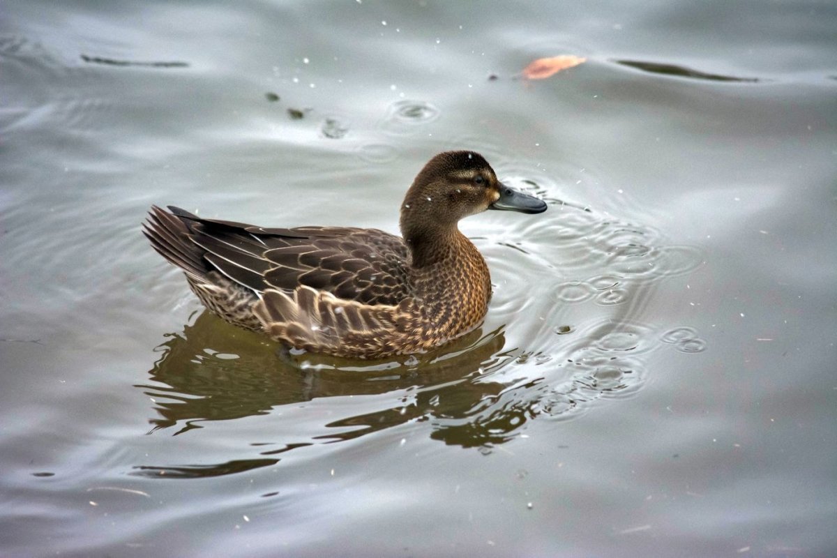 Водоплавающие птицы Ленинградской области