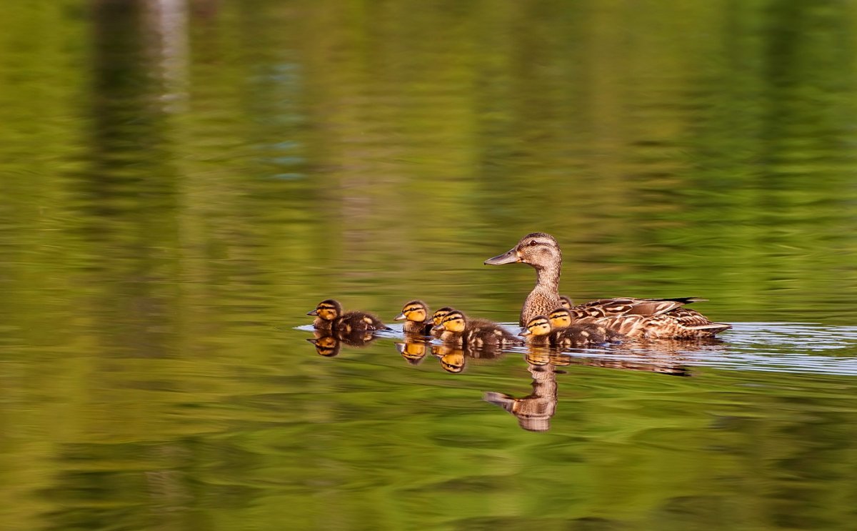 Семья диких уток