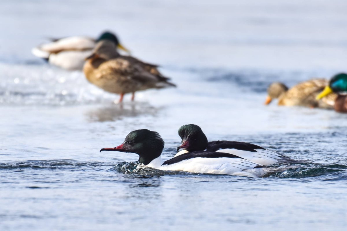Большой крохаль Mergus Merganser