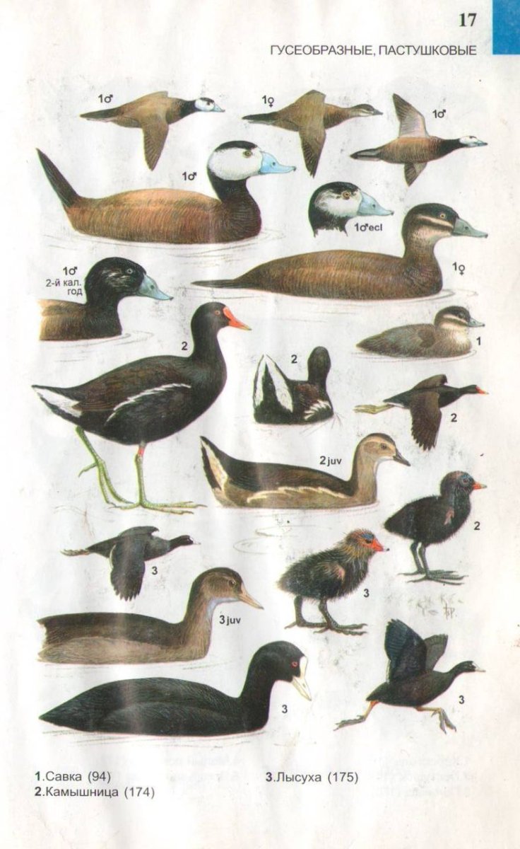 Кряква определитель птиц