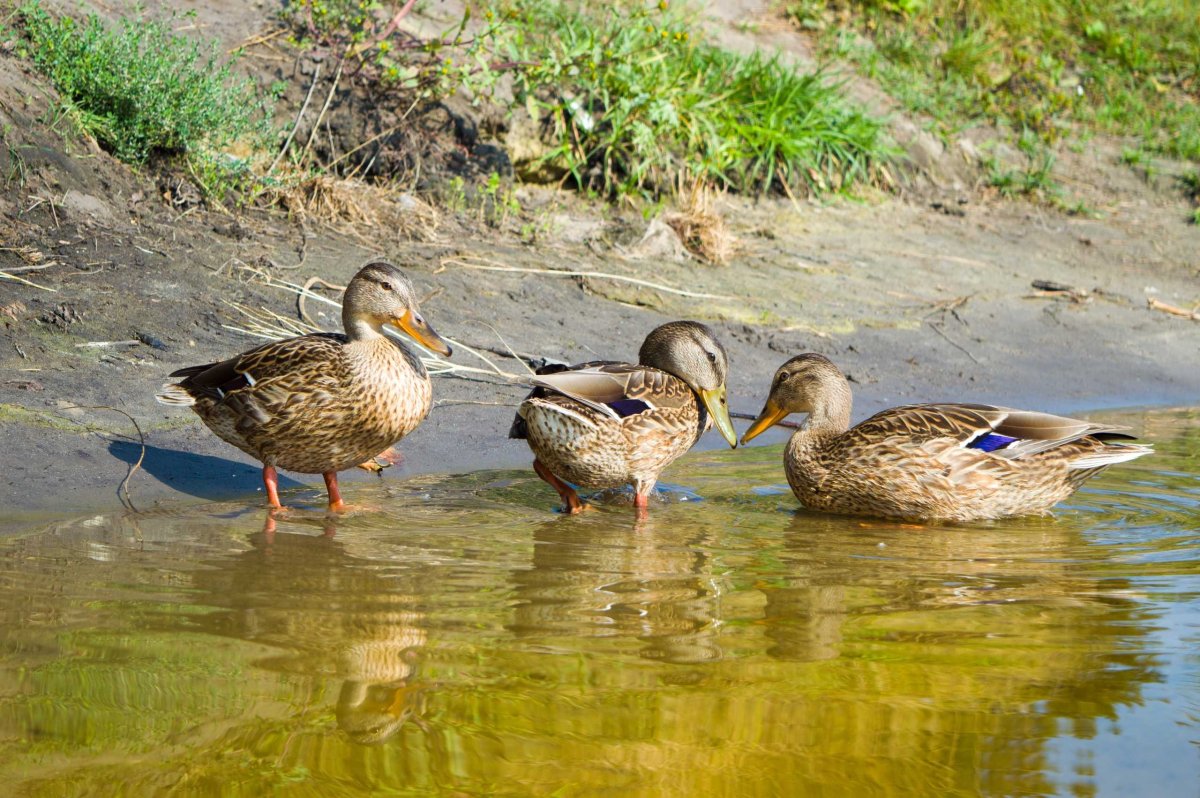 Кряква Мичуринск