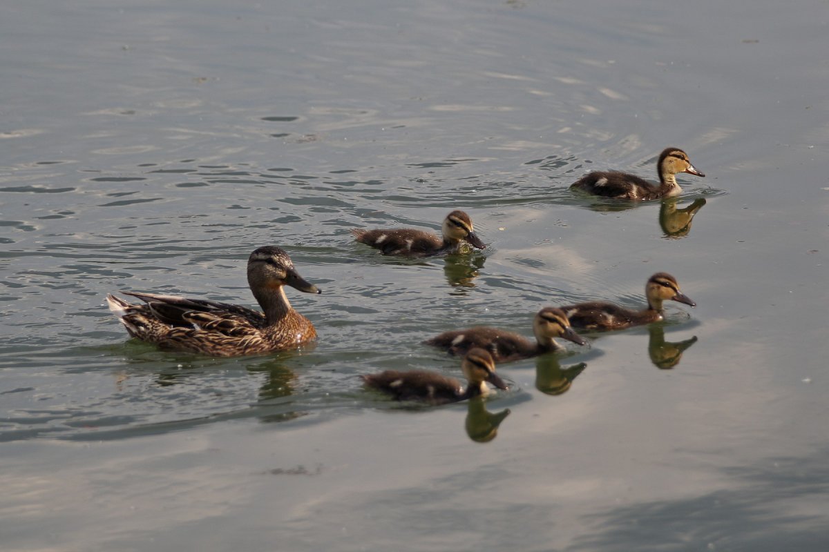Уточки в пруду