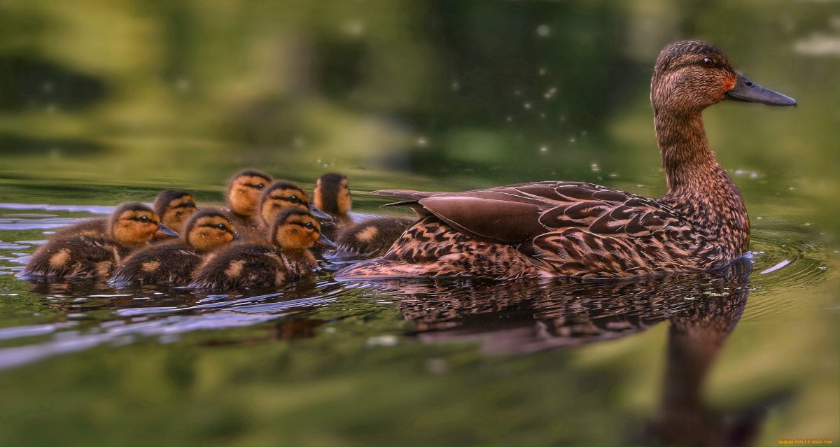 Выводковые птицы кряква