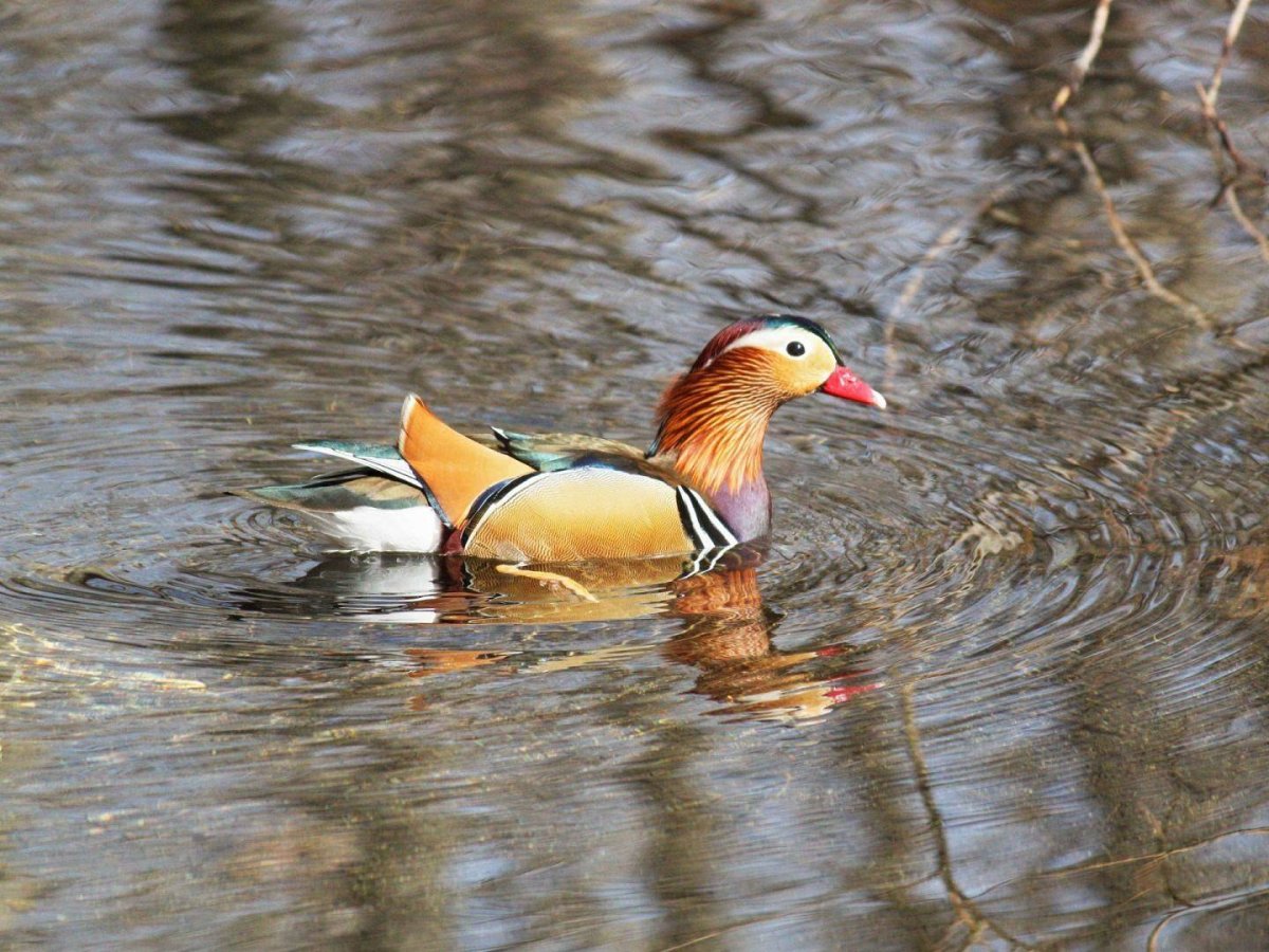 Людиново утка Мандаринка