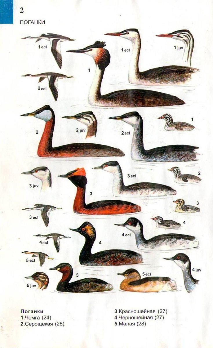 Определитель водоплавающих птиц