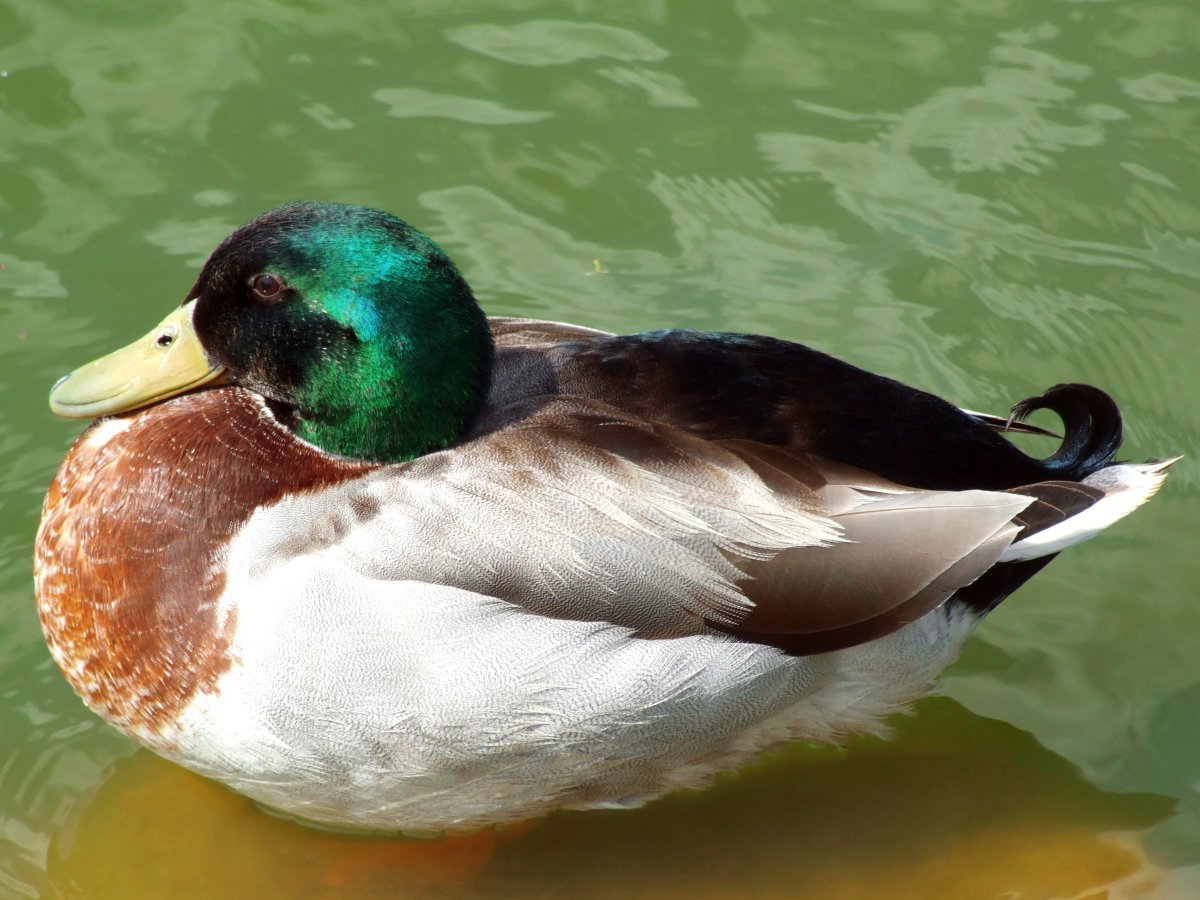 ;Водоплавающие птицы: утка, лебедь;