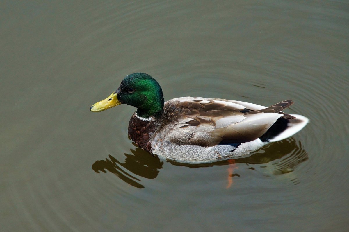 Дикая утка кряква разновидность