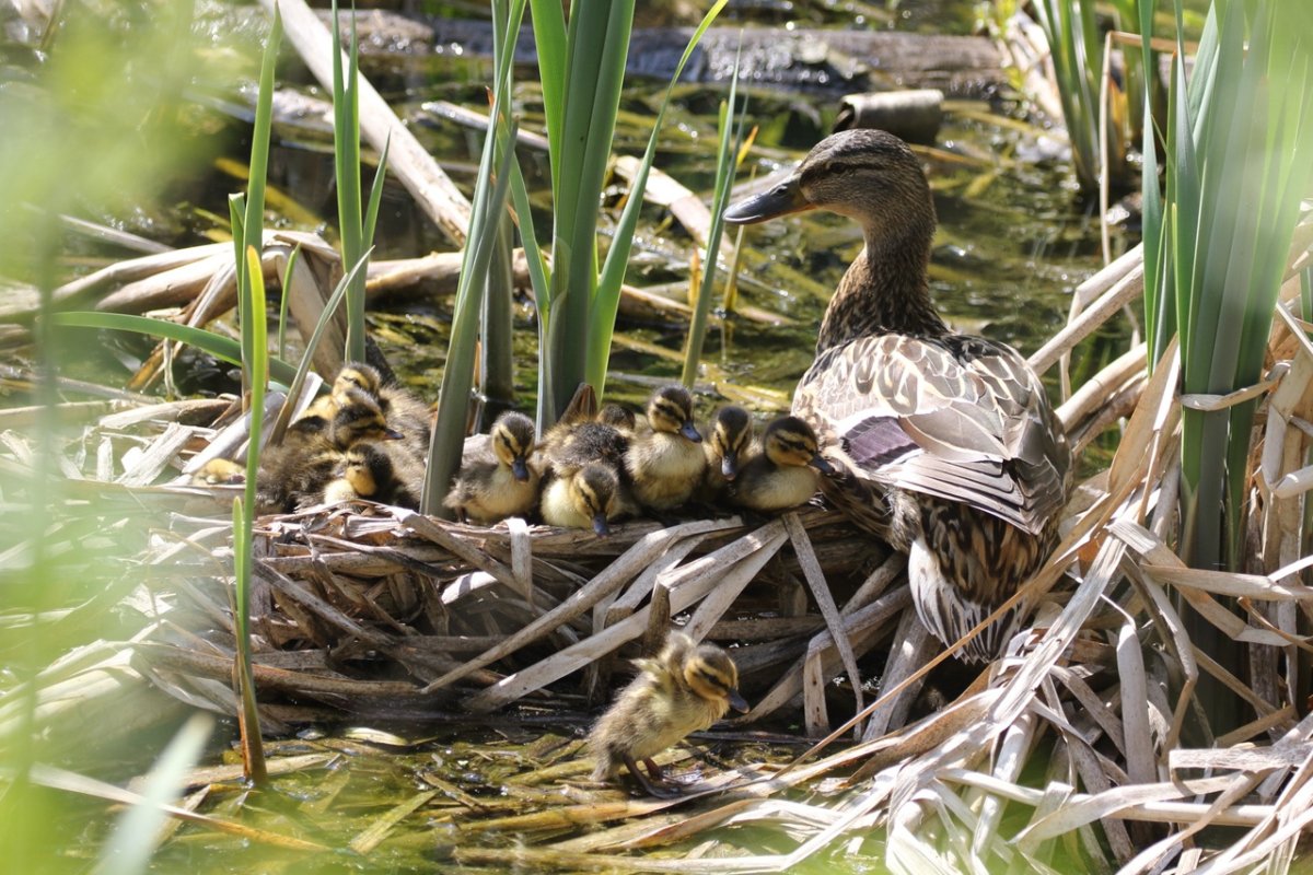 Утка кряква гнездование