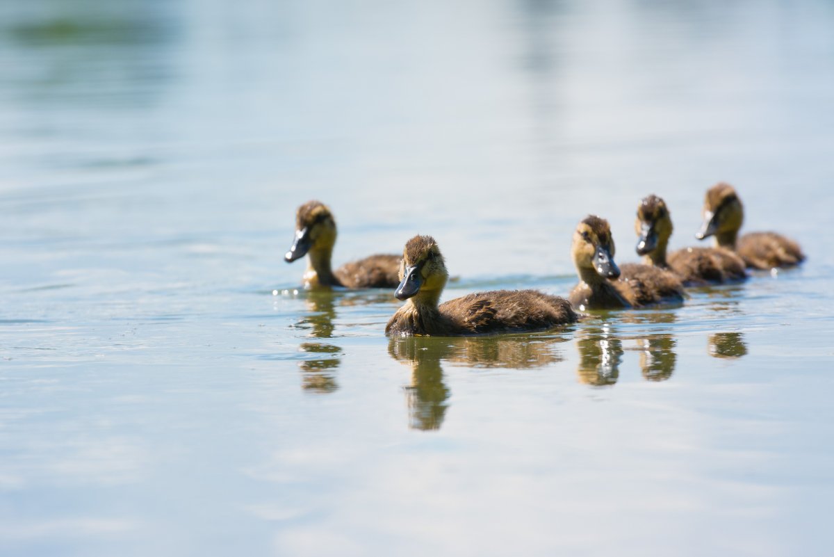На границе с Херсонской областью начался массовый мор диких уток
