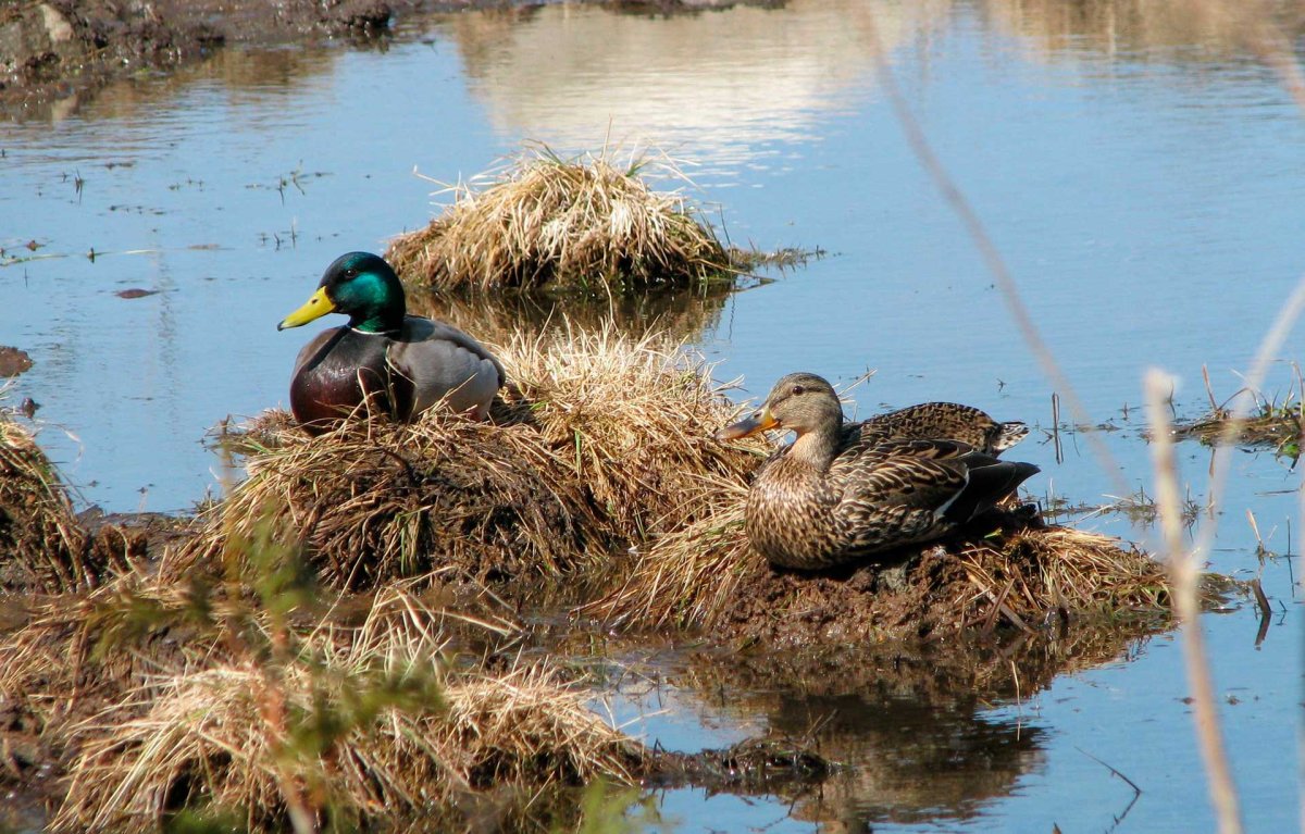 Утка кряква гнездо