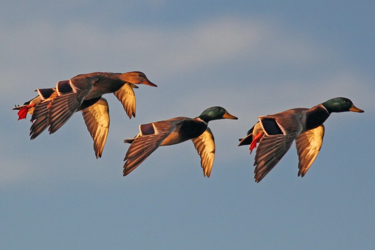 Утка Перелетная птица