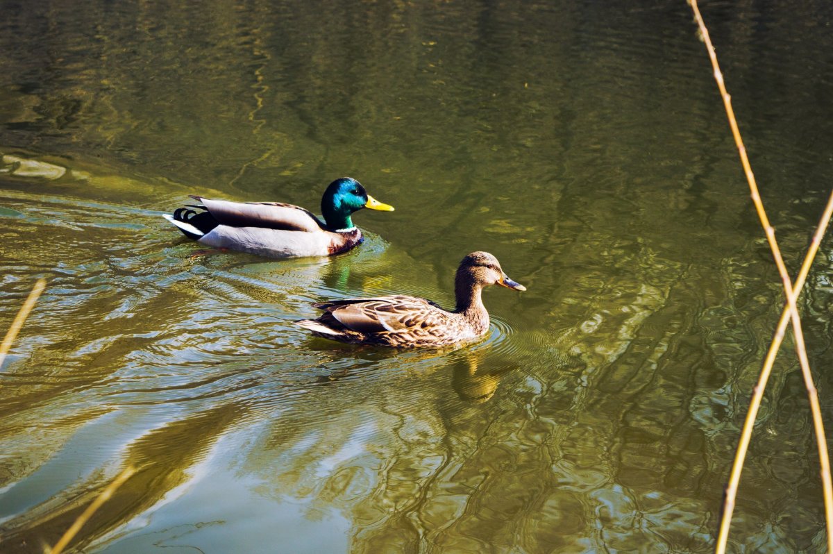 Кряква Прудовая