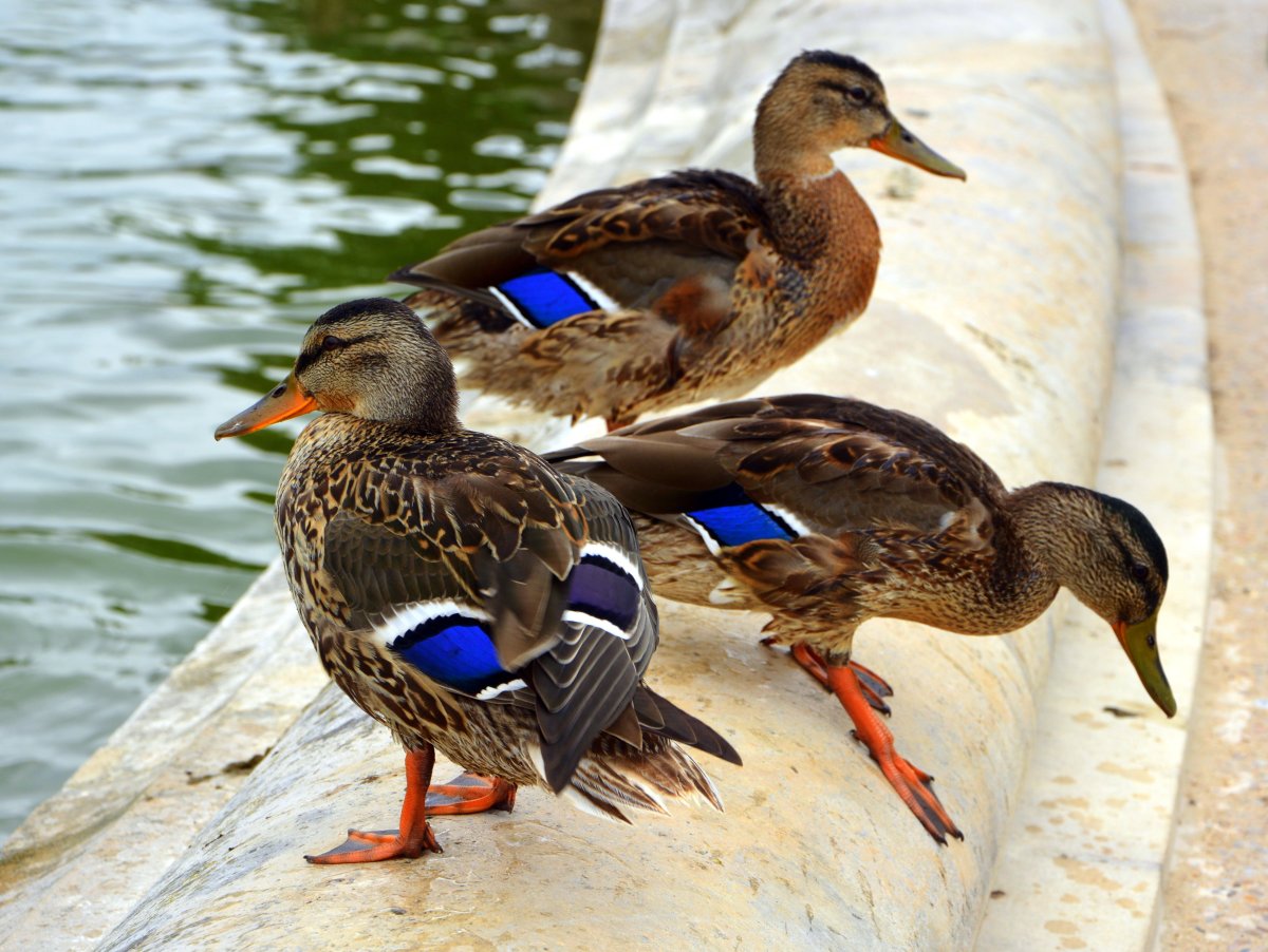 Кубанские утки большие