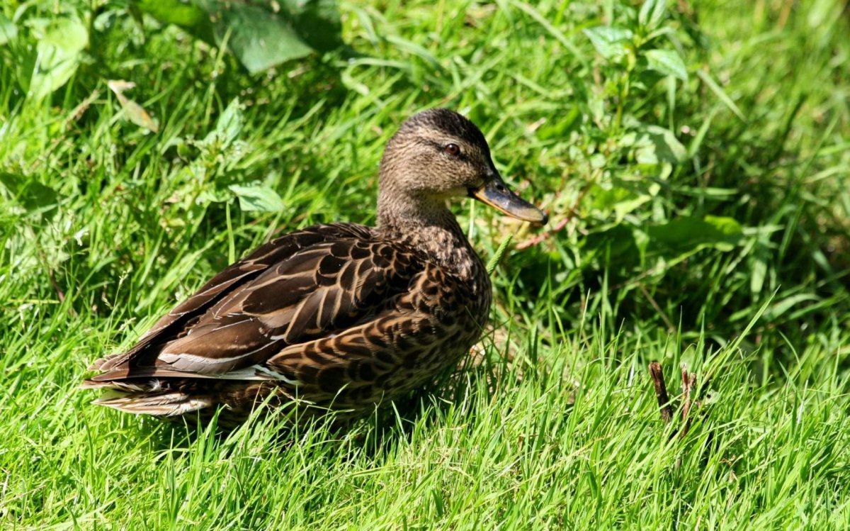 Чёрная кряква селезень