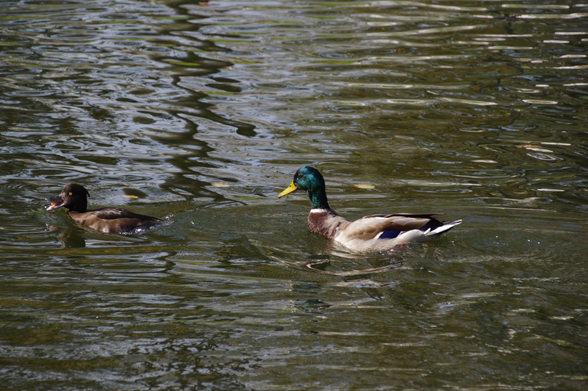 Дикие водоплавающие утки Ростовской области