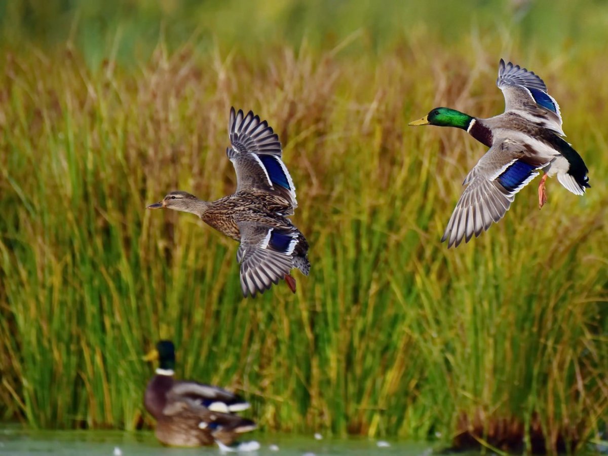 Дикие утки в Крыму