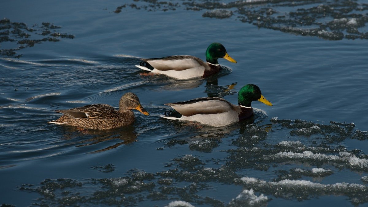 Апрель утки