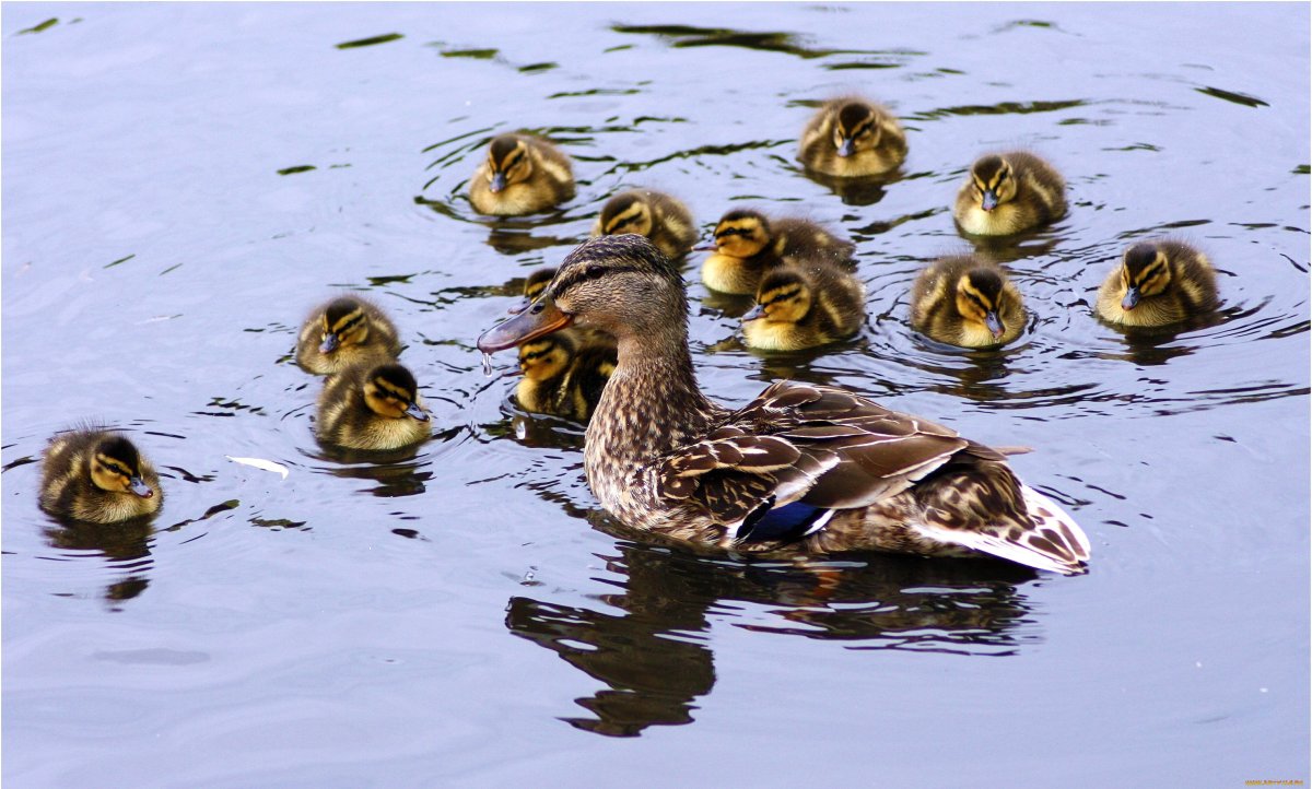 Утки плавают
