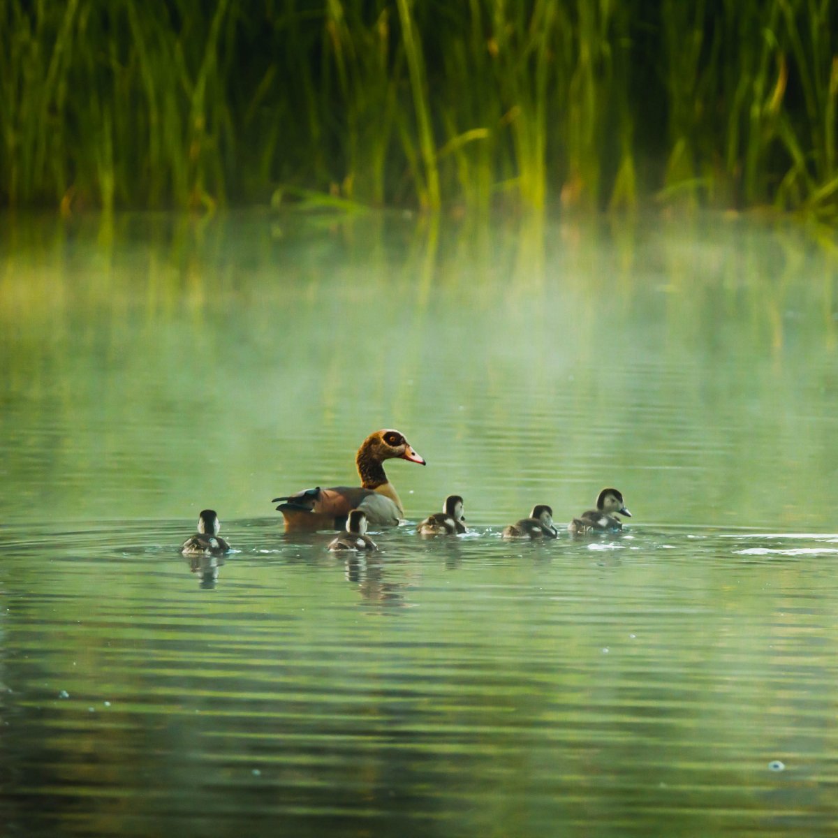 Дикие утки на речке