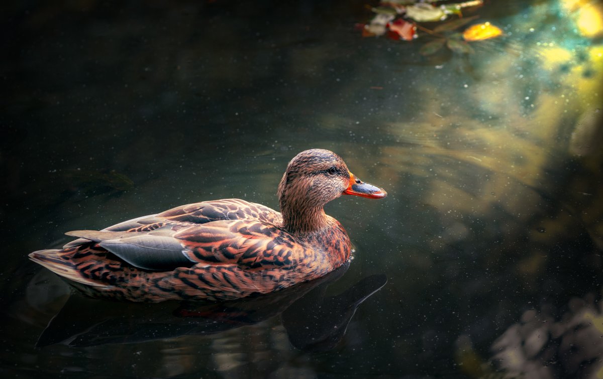 Бэтт Дэвис Дикая утка