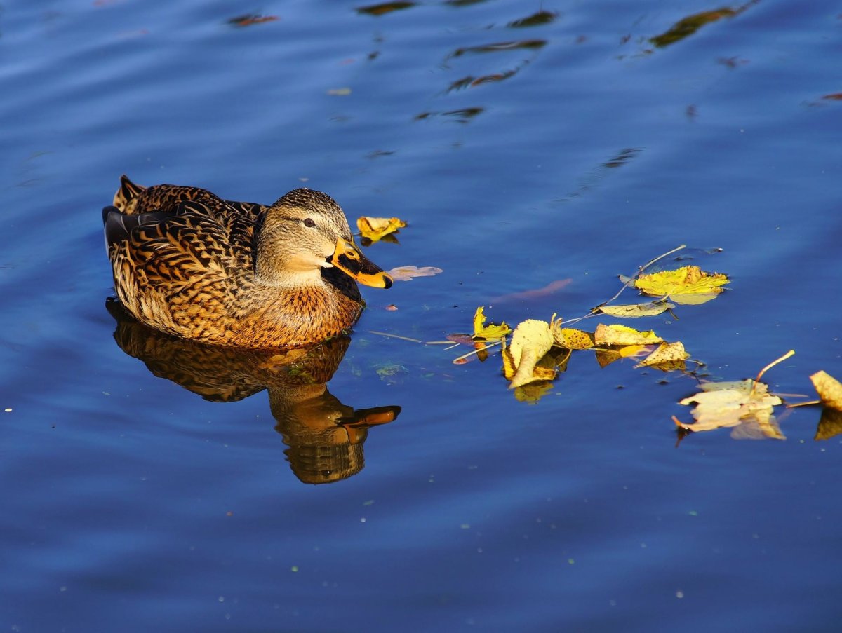 Утка кряква в озере.