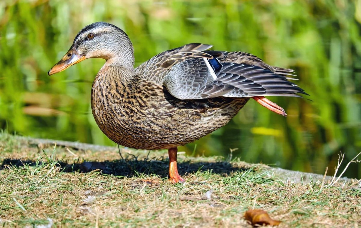 Крыжак утка