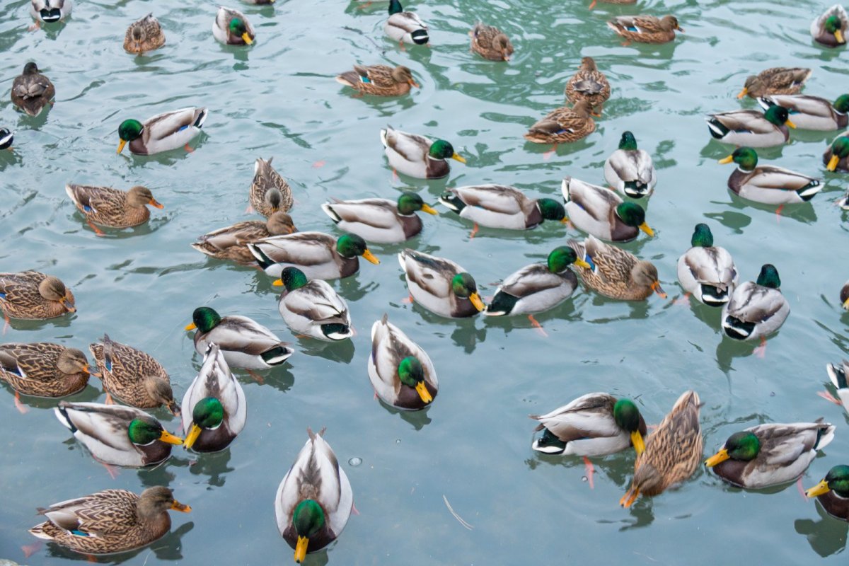Много уток