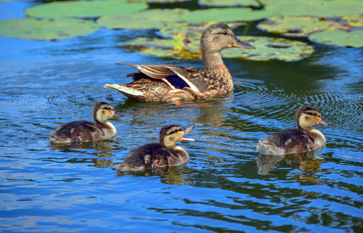 Утка селезень утята