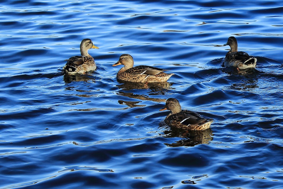 Кряква Прудовая