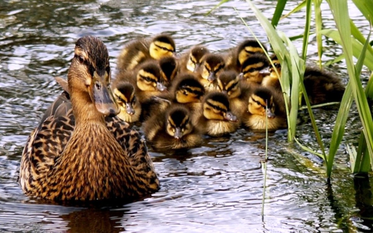 Уточка с утятами