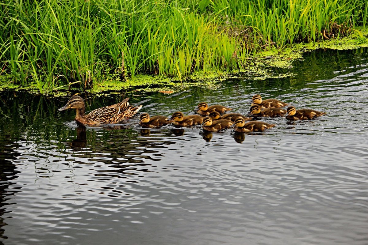 Дикие утки на озере