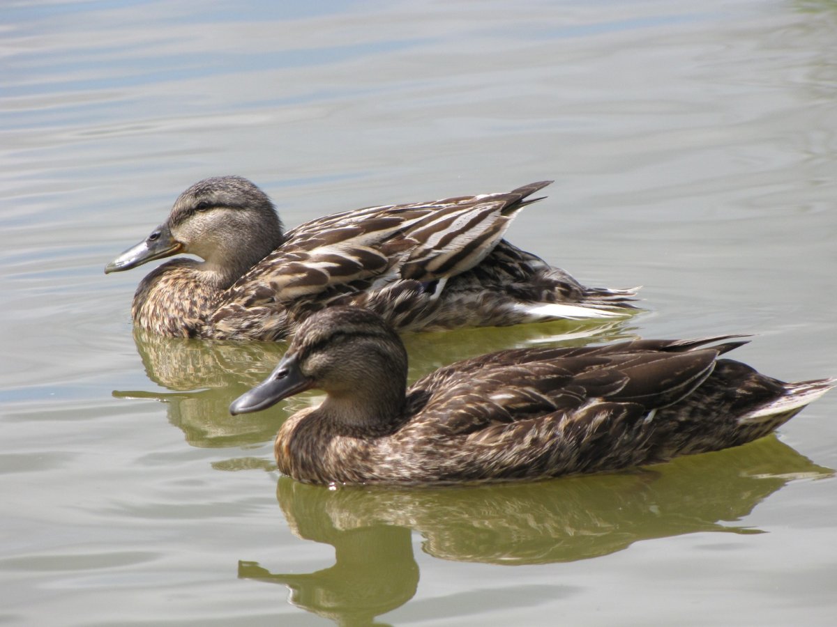 Два селезня