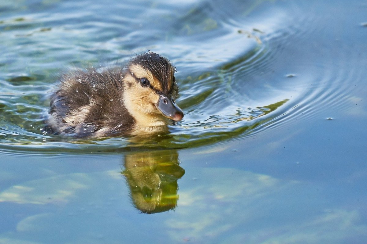 Уточка в воде