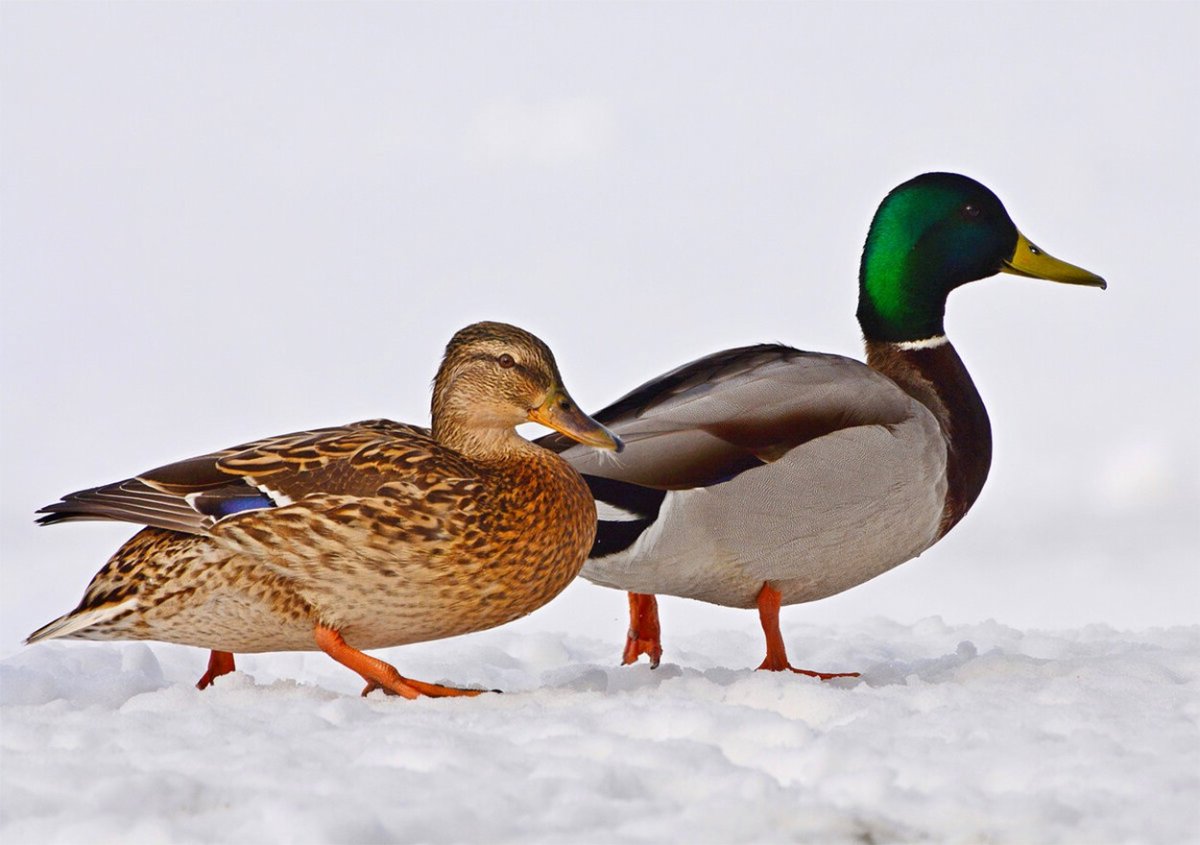 Кряква утка