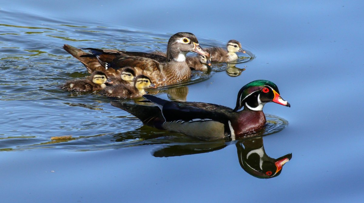 Семья утка селезень утенок