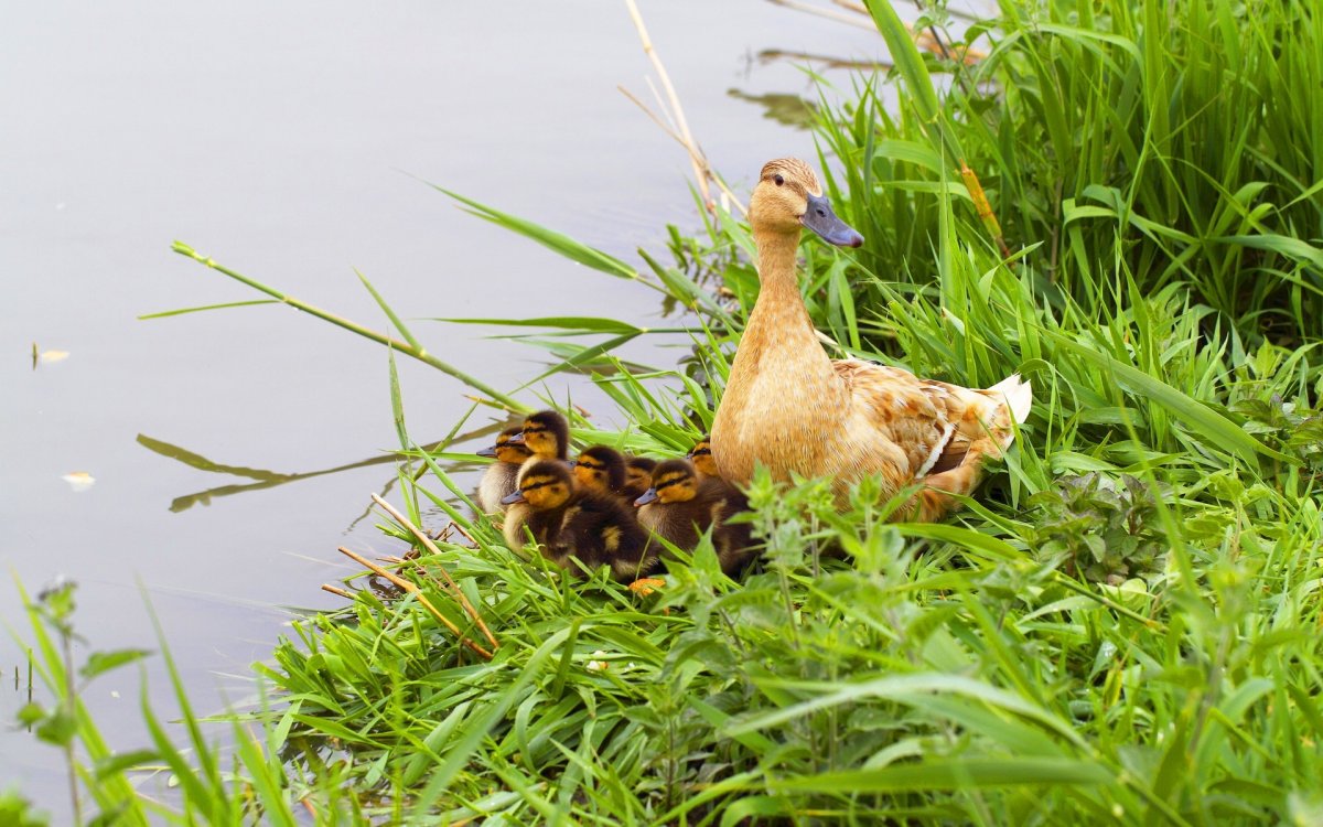 Утки в природе