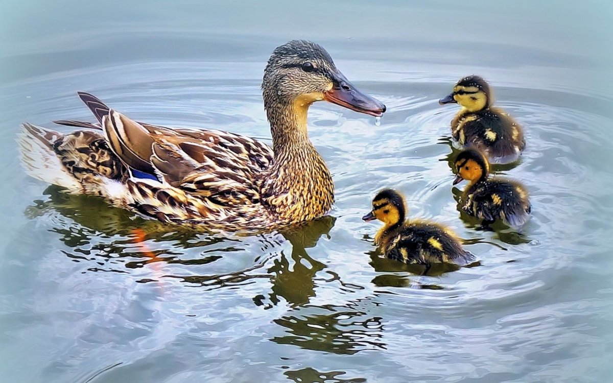Утята кряквы